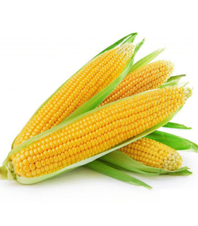Sweet corn