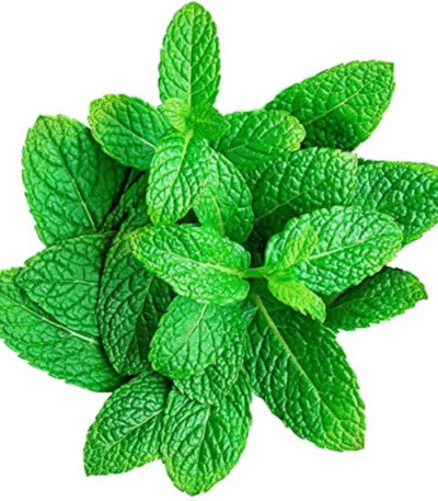 Mint Leaves – Fresh and Fragrant
