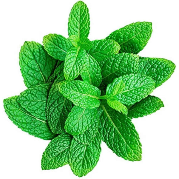 Mint Leaves – Fresh and Fragrant