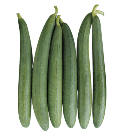 Sponge Gourd (Gilki / Turai)