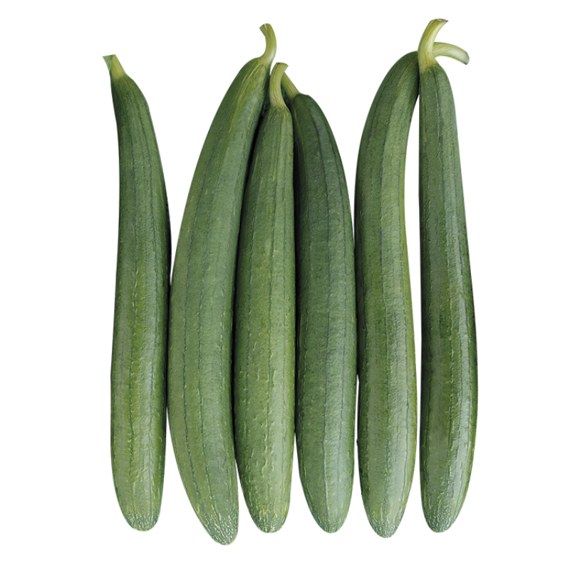 Sponge Gourd (Gilki / Turai)