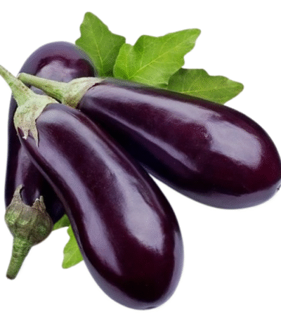 Long Brinjal (बैंगन लंबा)