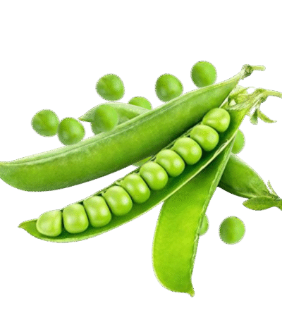 Pea (मटर)